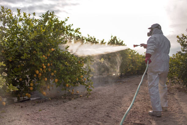 Best Spider Control Near Me  in Parker, CO