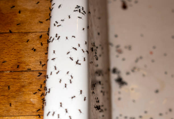 Best Pest Prevention Services  in Parker, CO