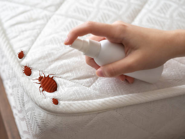 Best Affordable Pest Control Services  in Parker, CO