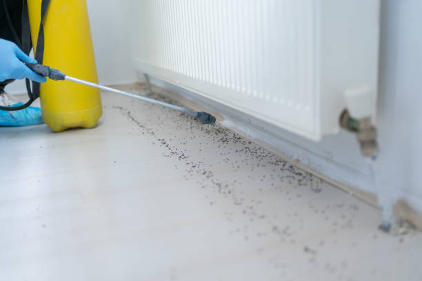 Best Ant Control Services  in Parker, CO